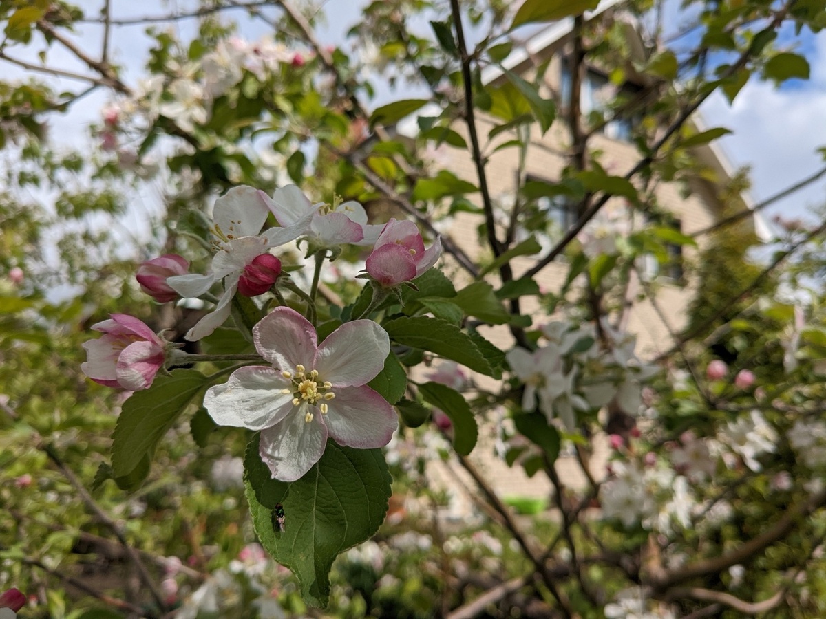 Яблоня цветет в саду позже остальных плодовых деревьев