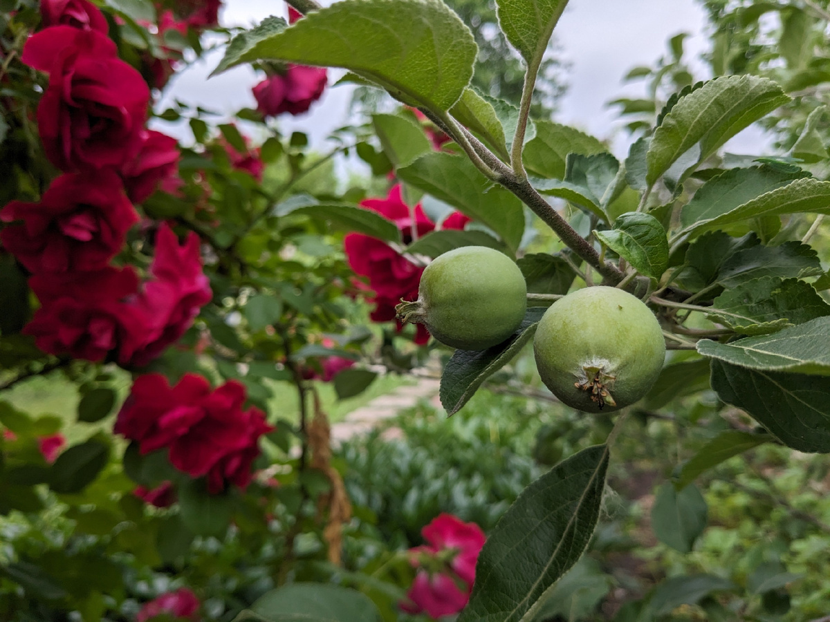 Розы цветут, яблочки растут