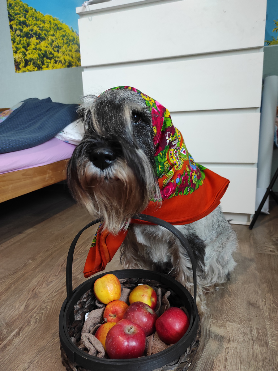 Начнем с того, что для собаки это поведение естественно. Собаки падальщики, они не брезгуют есть метрвую дичь, а уж тем более для них тухлая кость- это лакомство. И если
ваш щенок бежит подбирать что-то мерзкое - это нормально. ( для собаки). Конечно, мы то знаем, что это может быть опасно для здоровья и жизни нашего питомца, но они этого не понимают. Наша задача- научить
питомца НЕ ПОДБИРАТЬ. Он уже это умеет изначально.

Ругаться и наказывать абсолютно
бесполезно. Может быть вы и сами
замечали, что даже после вашей ругани ,пес все равно продолжает подбирать, но успевает, либо пока вы не видите, либо когда гуляет без поводка. Либо подберет и прячет за щекой, и даже может принести таким образом домой.

Вы обязательно эту гадость заберете, может
быть залезете в пасть, при этом крича,а
может даже лупя по морде. Но все, к чему это приведет- собака будет думать,что вы жадина, которая забирает добычу. Вы учите собаку опсаться вас, а не подбирать.

Да, для пса это его добыча. Ему неважно вредно, плохо ли это. Самое главное-что он добыл эту еду. И вот представьте себя на месте своего питомца: вы нашли что-то очень ценное, и кто-то у вас это забирает. В
следующий раз вы сделаете все, чтобы
спрятать это.
Чтобы научить собаку не подбирать
необходимо проводить целый комплекс
занятий. Это не просто кричать "фу"и дергать за поводок. Если не хотите подорвать доверие своего пса, то даже если он что-то схватил- в первую очередь выдохните и сдержите себя) Не бегите скорее забирать, а достаньте лакомство ( да, при активном воспитании оно всегда должно быть у вас с собой!), и ласково позовите собаку к себе ( отбегая ОТ нее, не к ней!): "Шарик, иди ко мне, смотри, что я тебе дам!". 
Если у вас щенок, у которого вы еще ничего не забирали силой, то он обязательно придет, и скорее всего даже обменяется на вашу еду ( прибавляете команду "дай"). И очень радостно хвалите.
Вы должны показать (доказать), что у
хозяина тоже есть вкусняшка, а еще общение, похвала и положительные эмоции.

Если же уже был негативный опыт, и собака вам не доверяет, то вам придется, опять же, перенастроить себя - не кричать и не впадать в панику. Постараться максимально спокойно подойти, поговорить, и также предложить обмен. Если собака не отдает - посадите ее, одной рукой возьмите за ошейник, а другой возьмите за торчящую кость из пасти, и замрите, так, чтобы не получилось перетягивания. Просто ждите
( можно прибавить команду дай). В конце концов, пес отдаст эту кость.

Если пёс, старается быстрее сожрать, пока вы не подошли- доверие вы уже давно потеряли.
Дома также учите команду "дай"-
обменивайте игрушку на еду, носки, и все что взял в рот неугомонный щенок. И также не надо бежать за ним, ругаясь, а ласково подзывать к себе.
Также необходимо обеспечить собаке
реализацию ее потребностей в добыче. Это сделать очень легко: спрячьте дома еду в разных местах, либо сделайте какую- либо развивающую игру, например, завяжите полотенце, и туда положите корм, либо можно использовать специальные игрушки
(конг). Также можно делать "мишень"-в
вашей руке еда, и вы убегаете от собаки,
побуждая ее выгрызать вкусняху из руки.
Вариантов множество, главное проявить фантазию.

Даже можно раскидывать корм в траву или снег, и пусть собачка там ищет .
 (важно только найти место, где точно нет какой- нибудь гадости).

Еще одно важное условие- перед поиском вы всегда произносите команду "ищи", этим вы обозначаете, что вы разрешаете это делать.
Игра с собакой- это тоже реализация
добычного инстинкта. Игрушка всегда
убегает от собаки,но обязательно нужно дать питомцу ее поймать. Затем побороться перетягиванием, и дать возможность собаке победить. Довольного пса будет видно по
морде))
Также необходимо научить собаку выдержке. Для начала на команде" сидеть", "лежать" и
т.д. Затем начать усложнять, добавить
выдержку на еду: при полной миске, при
падающем корме. Здесь тоже можно
включить фантазию. Главное,
постепенно усложнять критерии. То есть вы не можете сразу посадить щенка на выдержку на 10 минут, начинать надо с нескольких секунд,
постепенно увеличивая время.