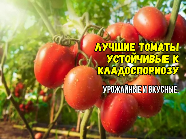 Томаты, устойчивые к кладоспориозу для теплицы и грядки: урожайные, вкусные, лучшие. Невеселая правда о кладоспориозе - и как спасти томаты