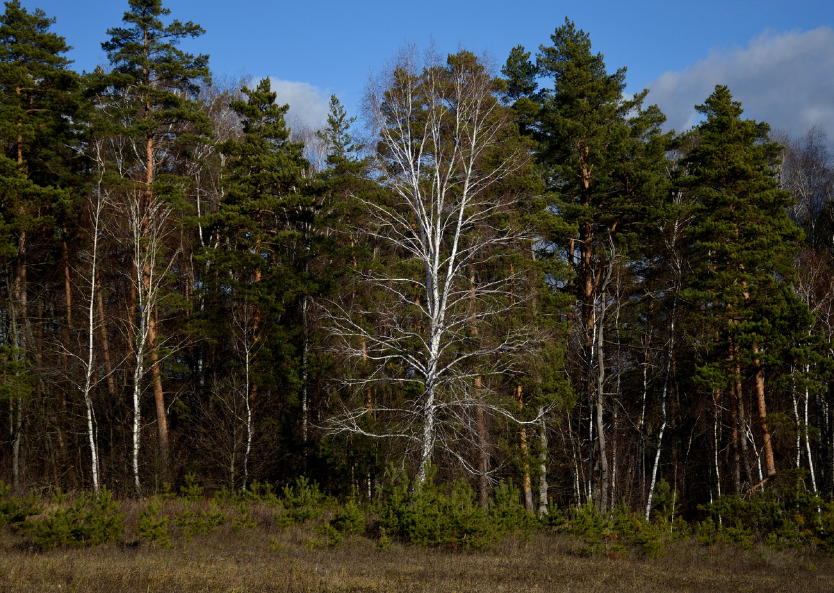 Белое на зелёном