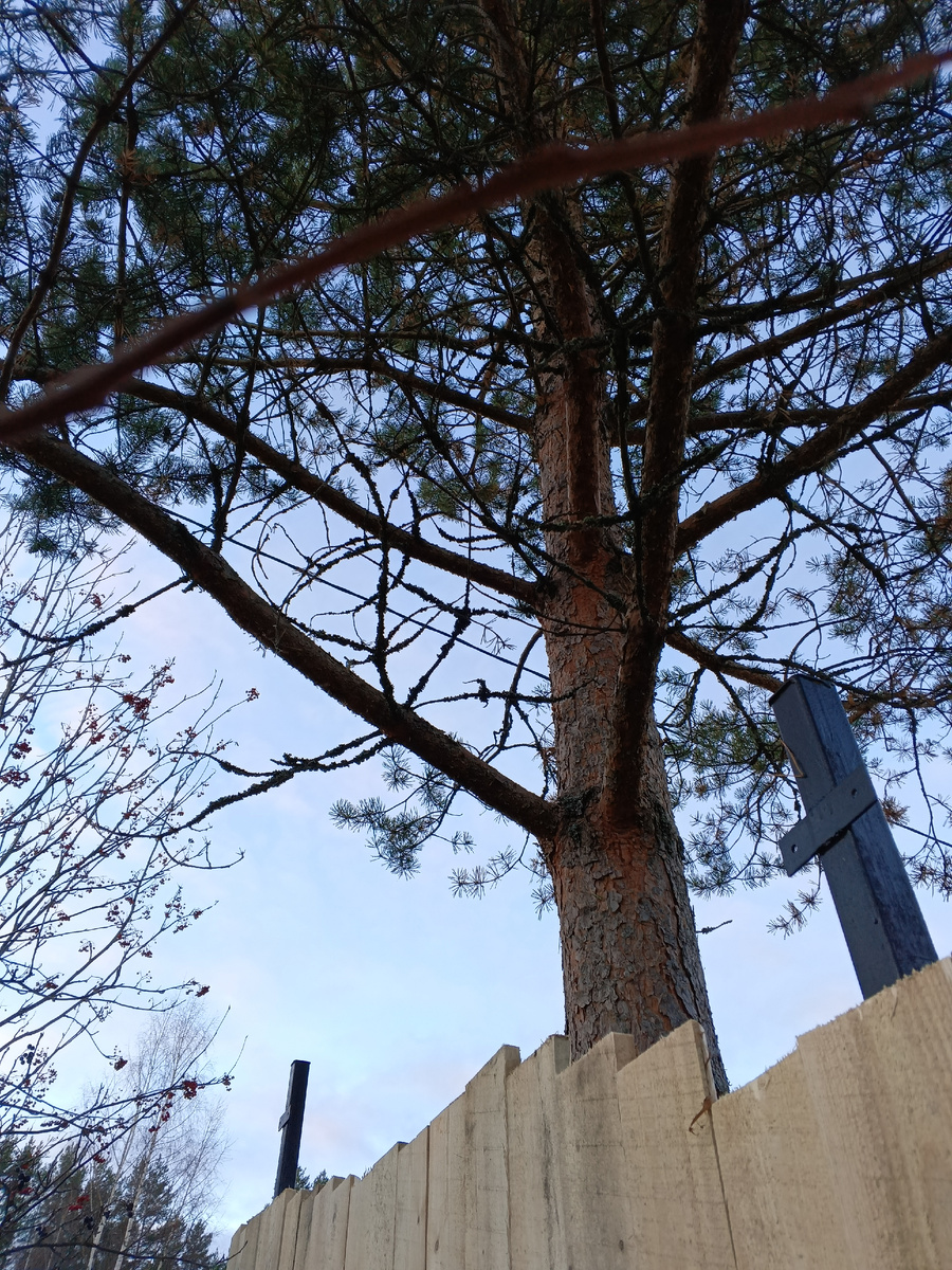 фото автора: сосна упирается в забор