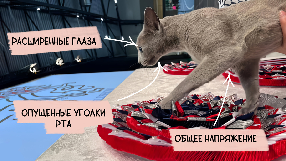 Кот бы спрятался, но красота требует жертв. Фото: Kingdom of Cats