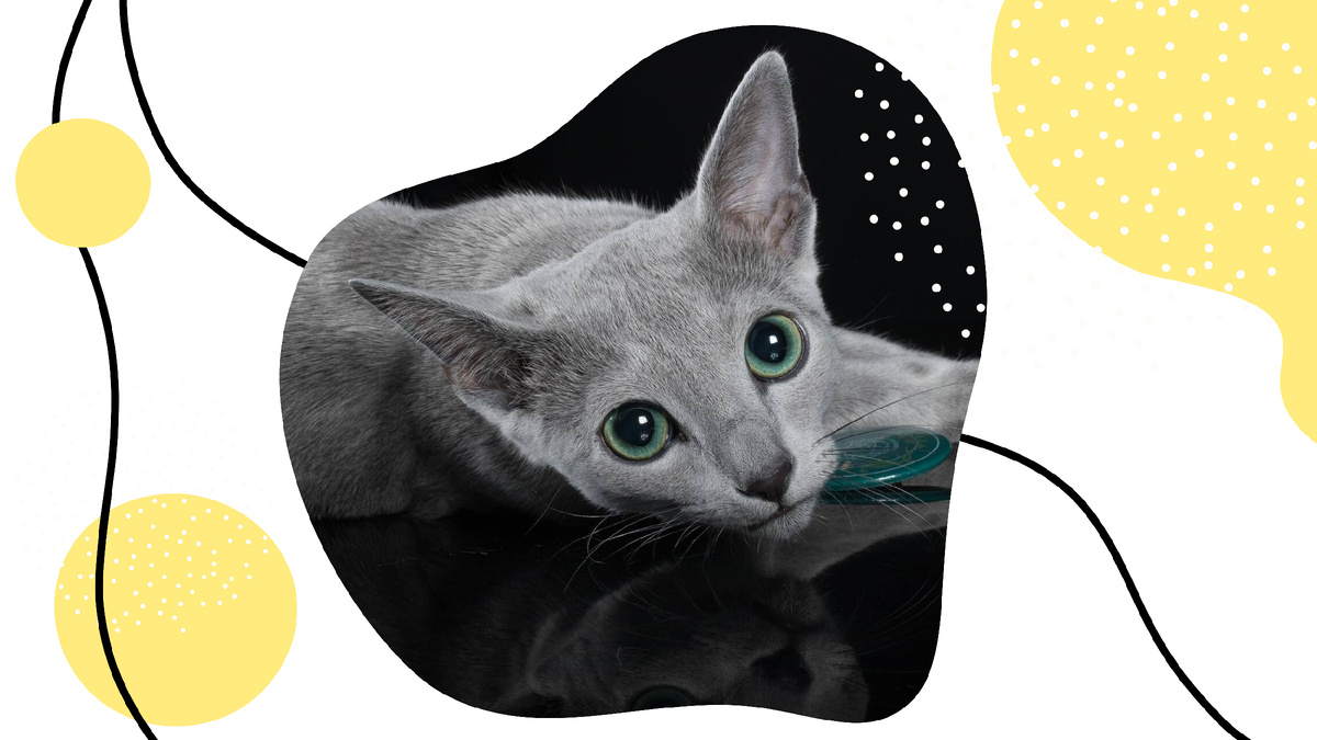 Самый красивый кот в 2024 году. Фото: питомник Et Cetera BLUE*PL