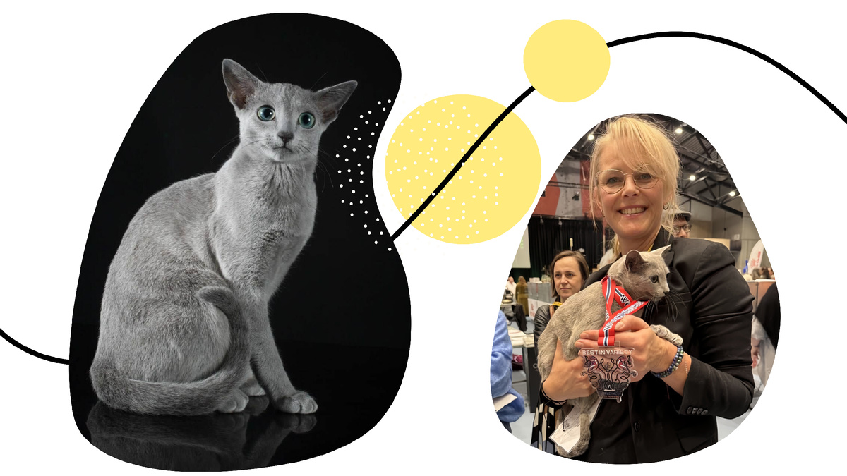 Самый красивый кот в 2024 году. Фото: питомник Et Cetera BLUE*PL и Kingdom of Cats