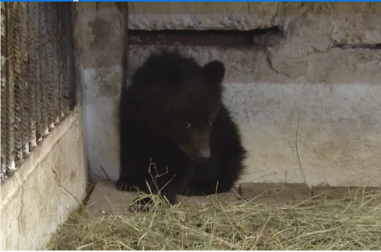 Фото: видео скринншот Минприроды 