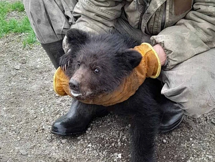 Фото: ТГ канал "Саяногорск Главный"
