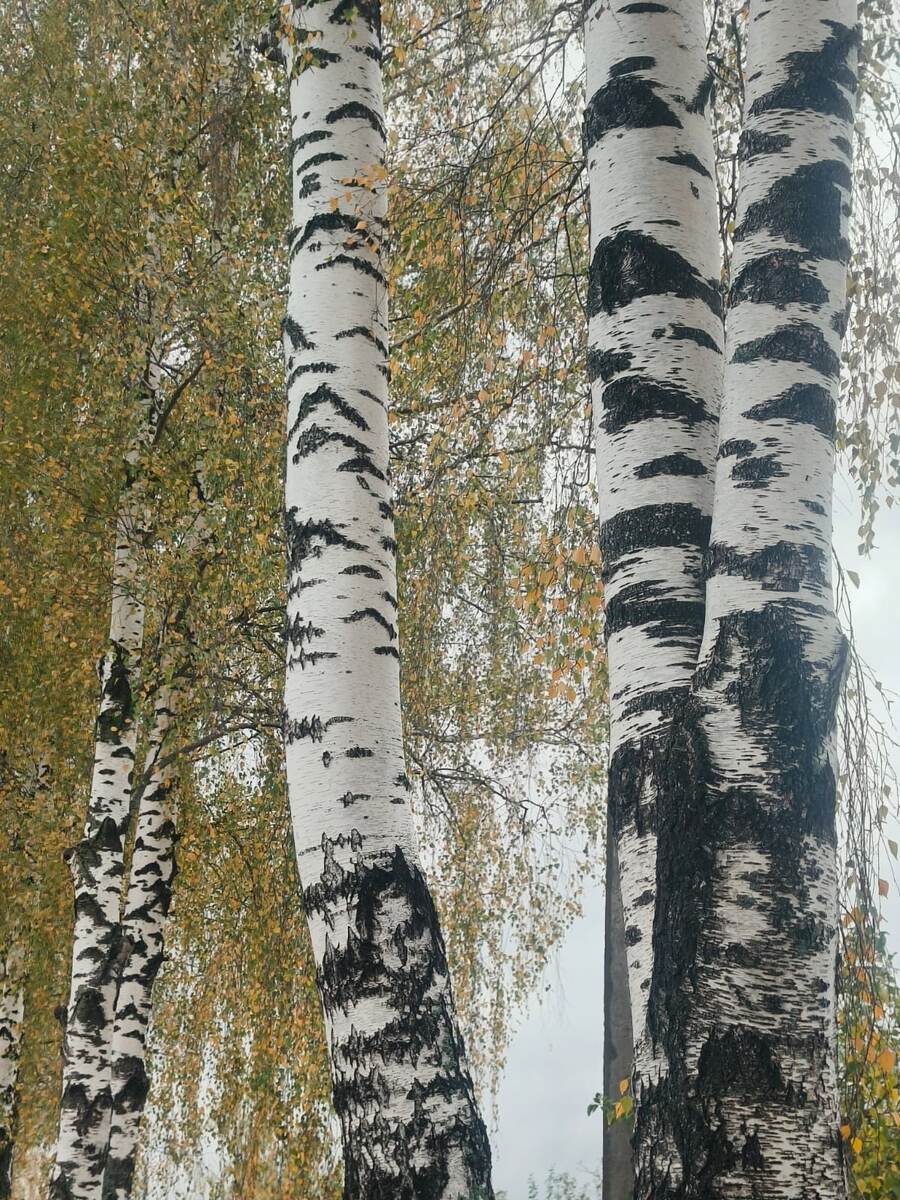 Фото Людмилы Комогорцевой