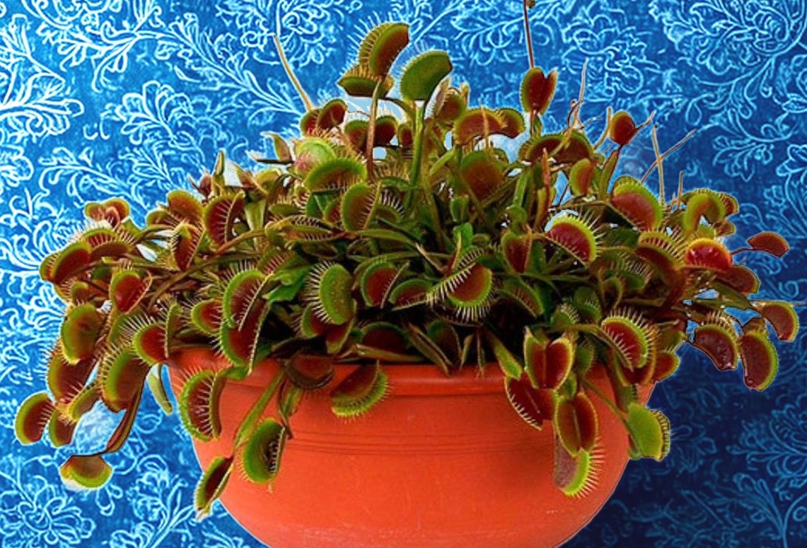 У Венериной мухоловки небольшие лепестки, окрашенные в яркую зелень с красными пятнами.