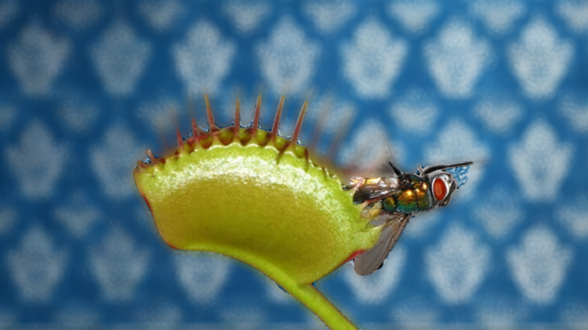 У каждого листа есть чувствительная часть, реагирующая на движение. Мухоловка ловит и переваривает насекомых, которыми питается.