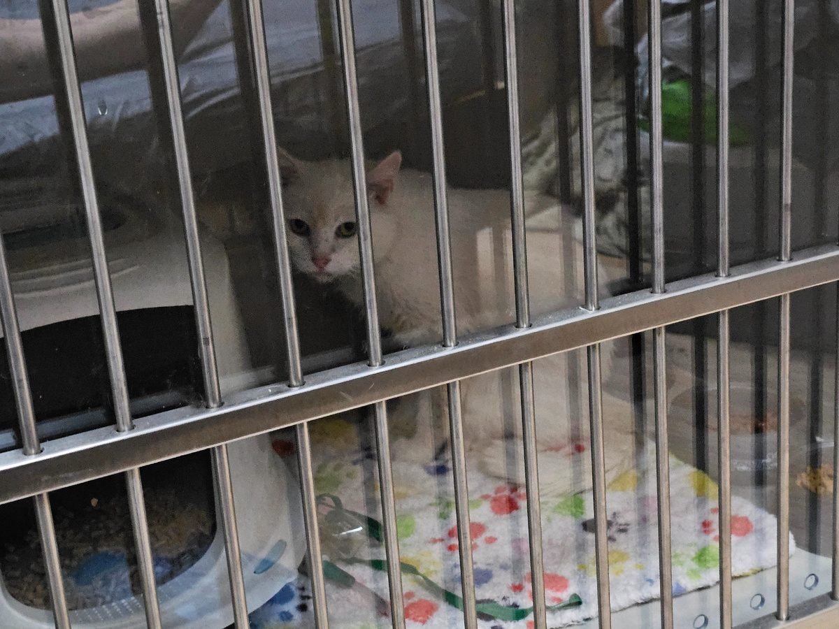 В кислородной клетке после отравления