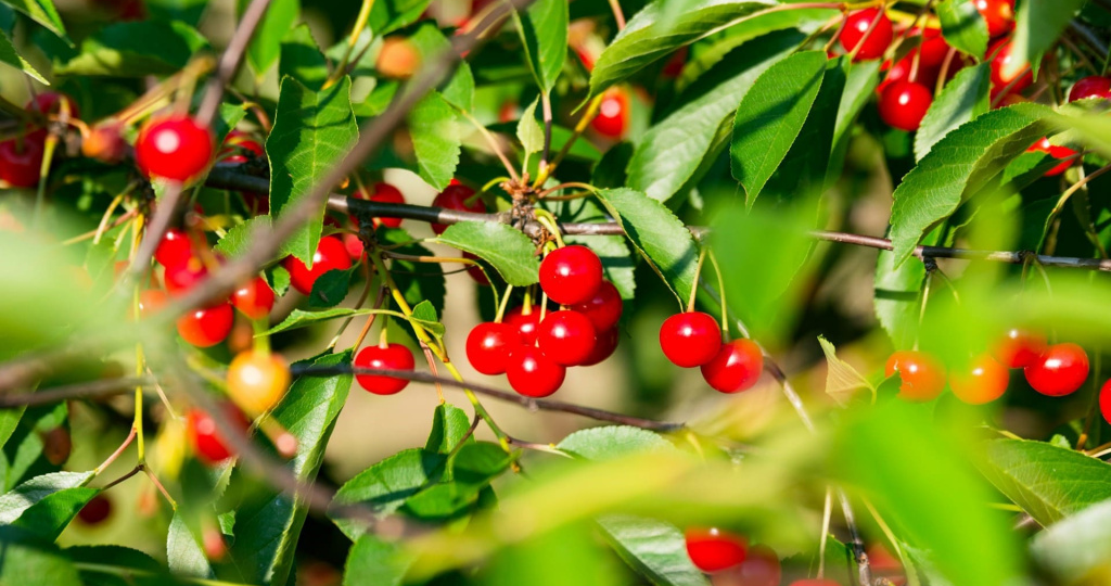 Рецепты домашнего вина из ягод