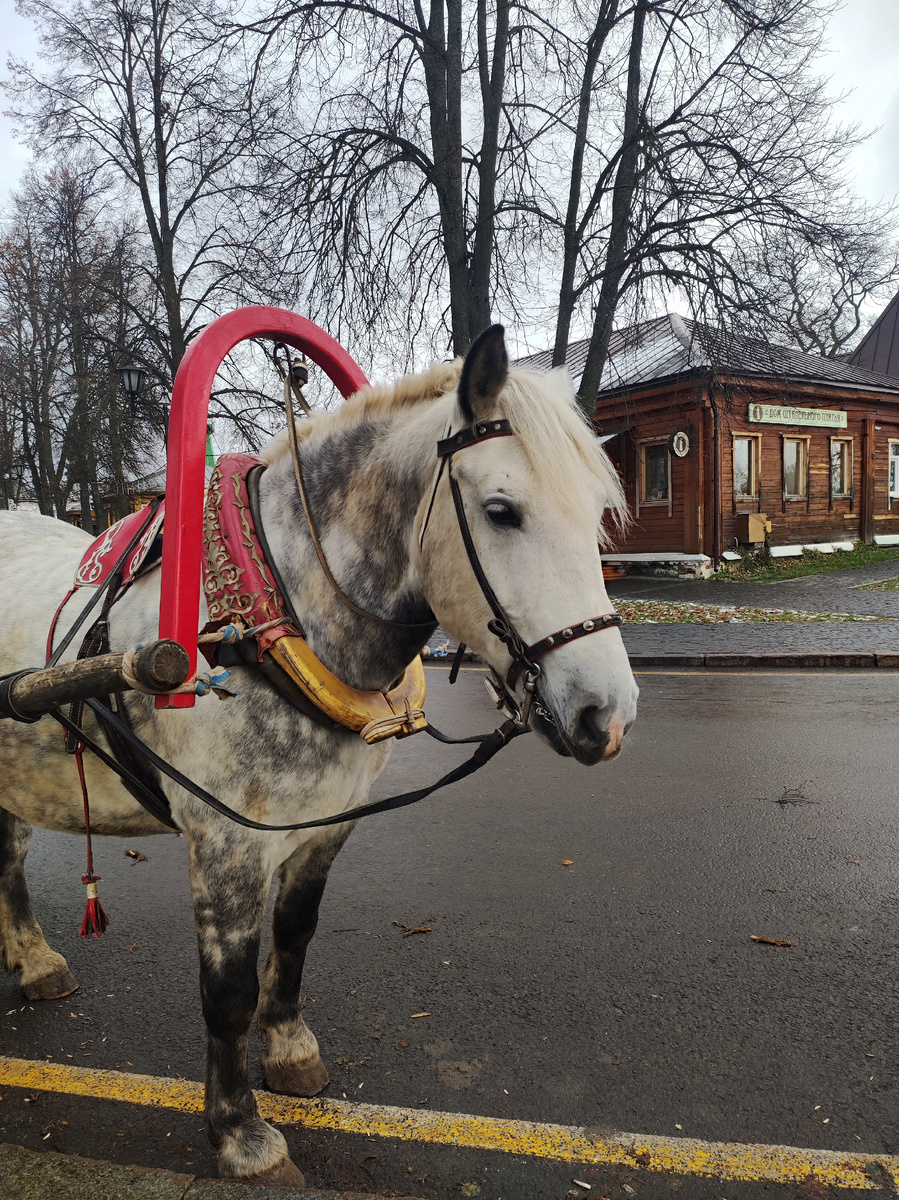 То чувство, когда ты словно ломовая лошадь