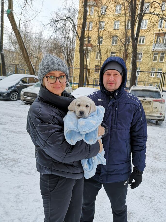 Щенок лабрадора Валнериз Марсель Дассо на руках хозяки