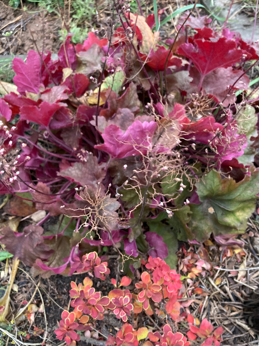 Огни уходящей осени, фото мое 10.11