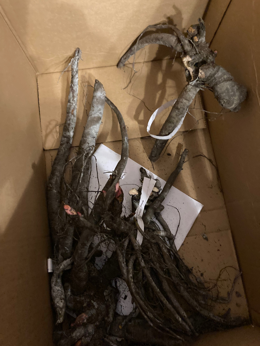 Моя прелесссть