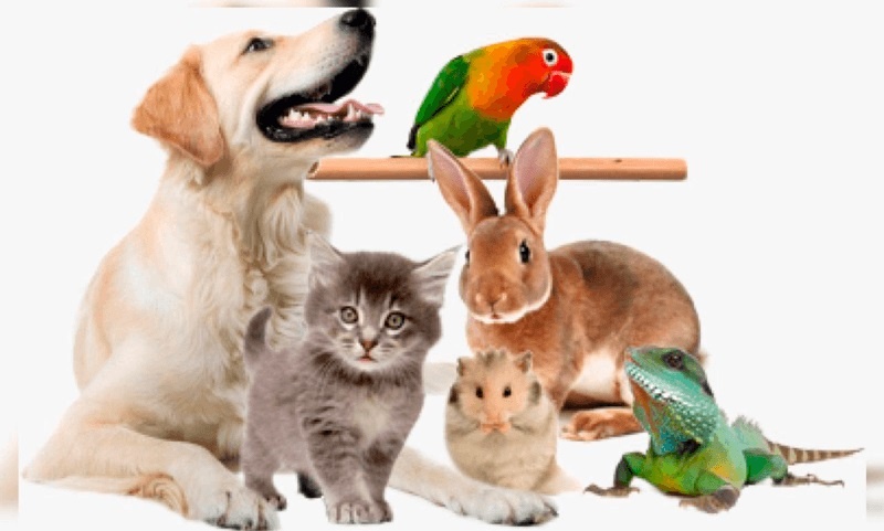 #speaking #говорение #topic #топик #ОГЭ_по_английскому #why_parents_are_against_pets #почему_родители_иногда_против_домашних_животных