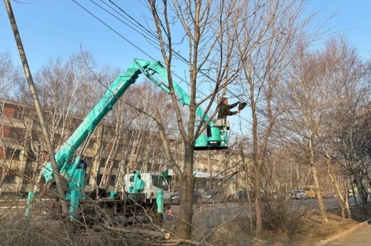    В Уссурийске проводится санитарная обрезка деревьев