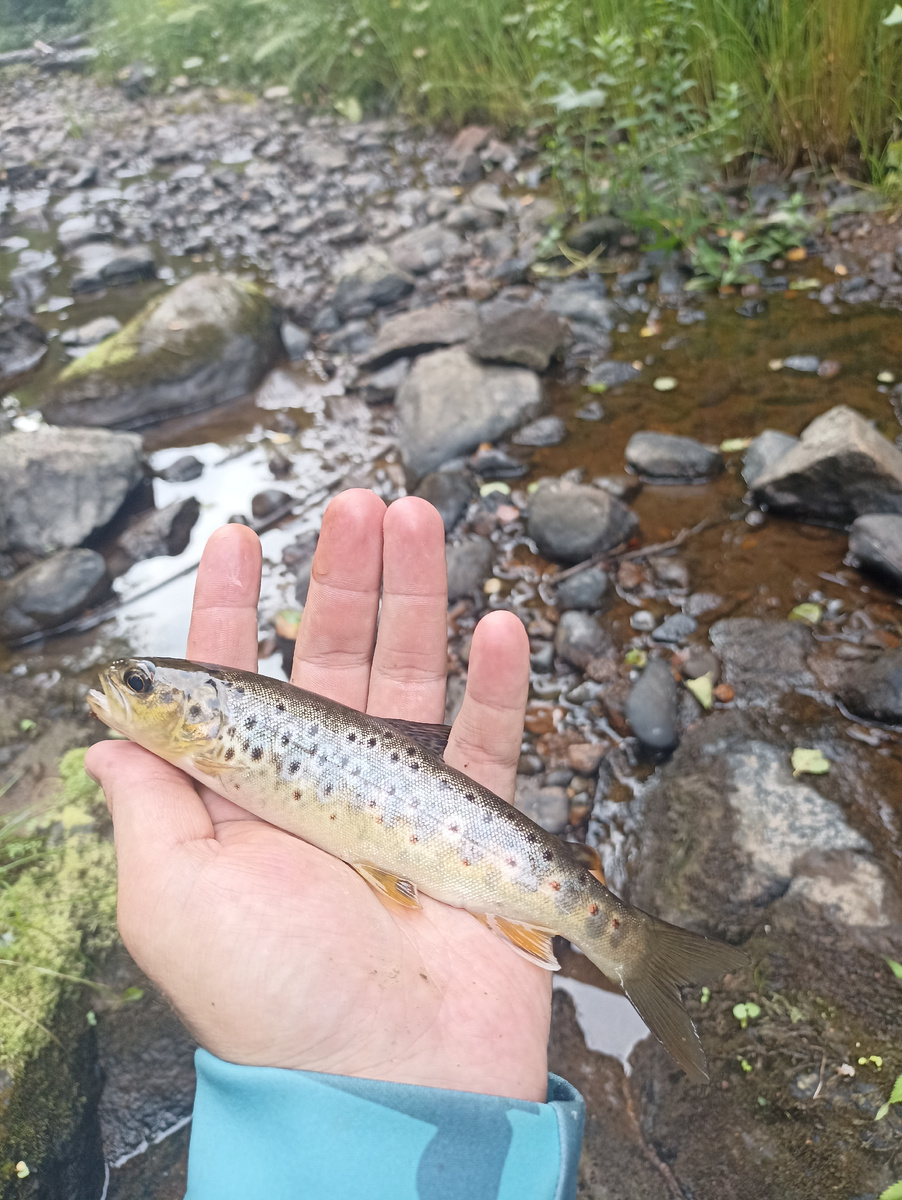 Пятнистая красавица