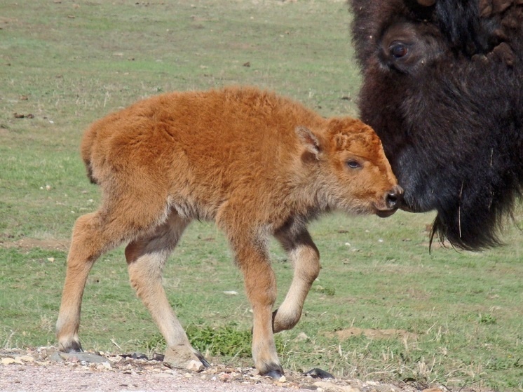     Фото: pxhere.com