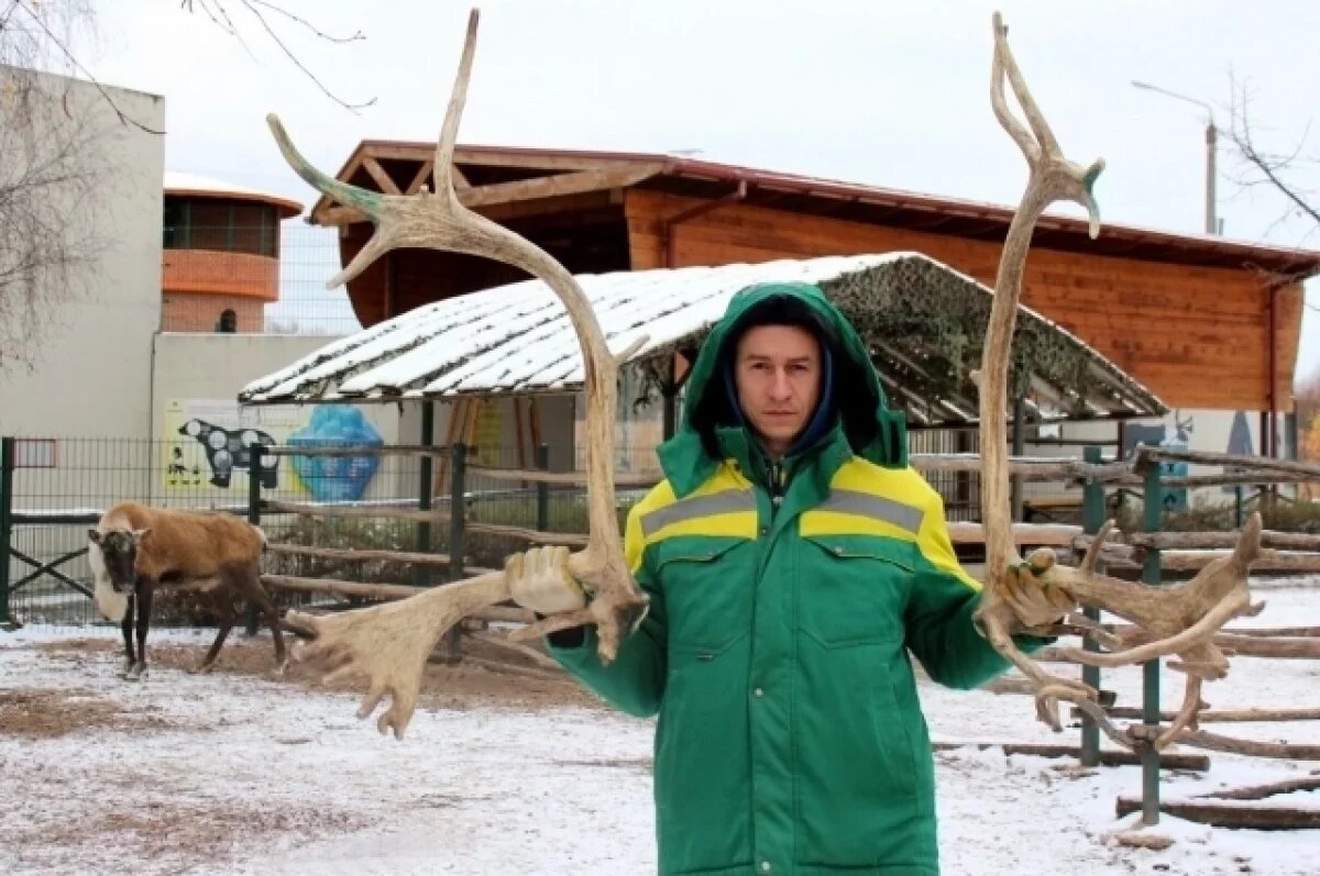    Северный олень в нижегородском зоопарке сбросил рога