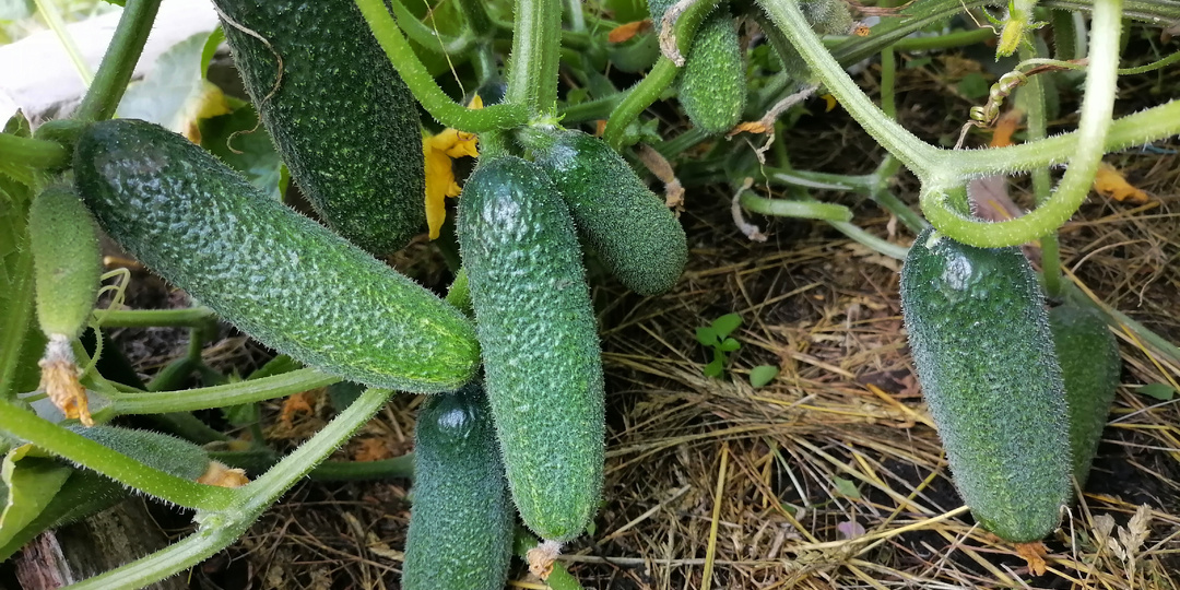 Как получать большой урожай огурцов без лишних затрат времени и сил