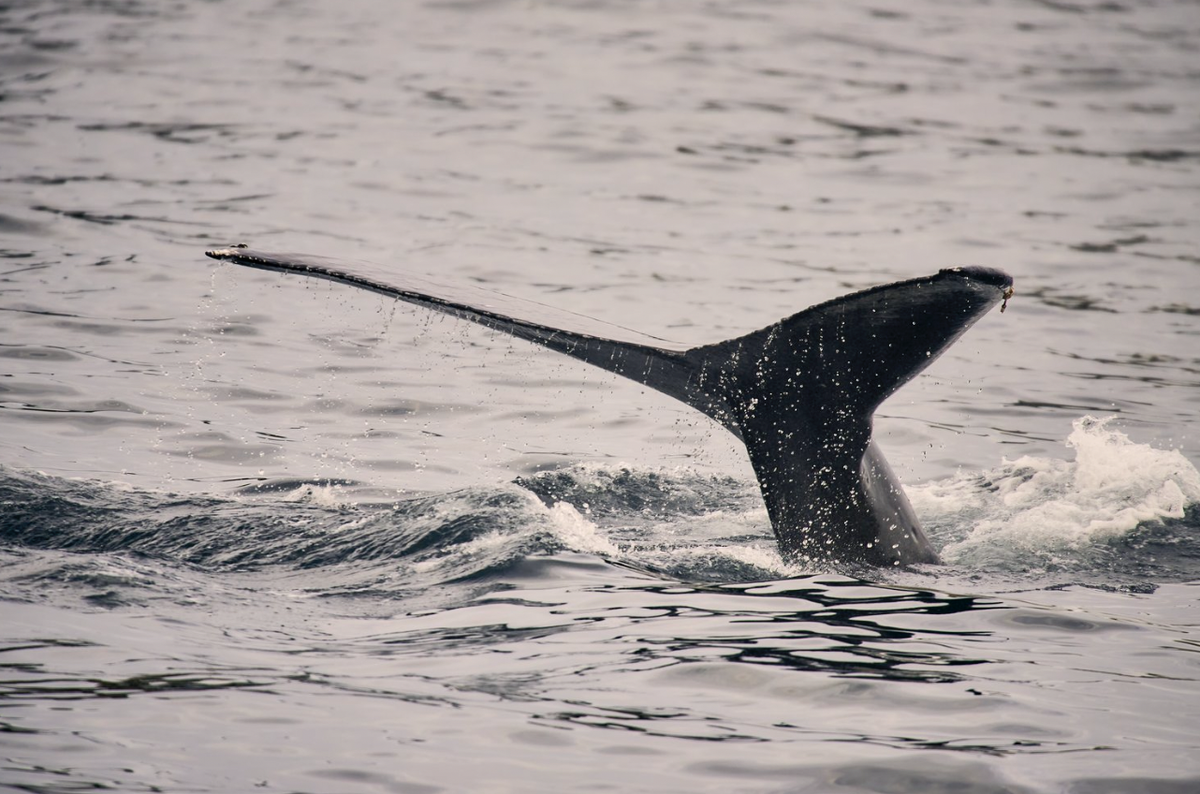 Китовая экспедиция на Дальнем Востоке 