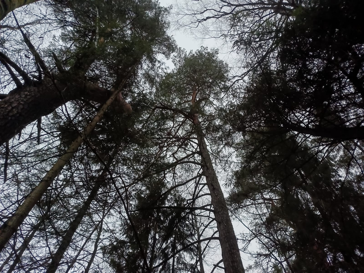 Хмурый осенний лес в хмурый осенний день