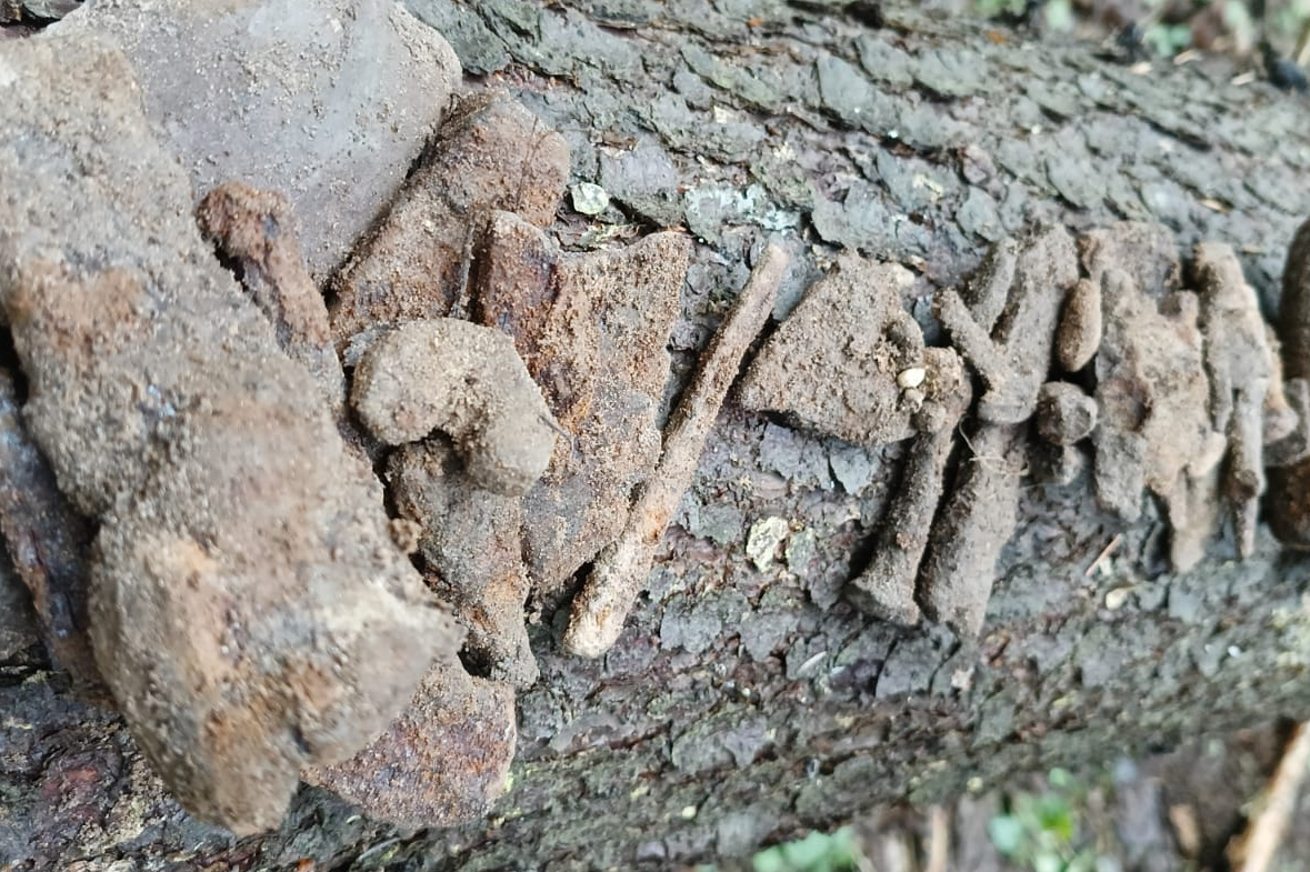 Кованина древняя, в количестве и ассортименте
