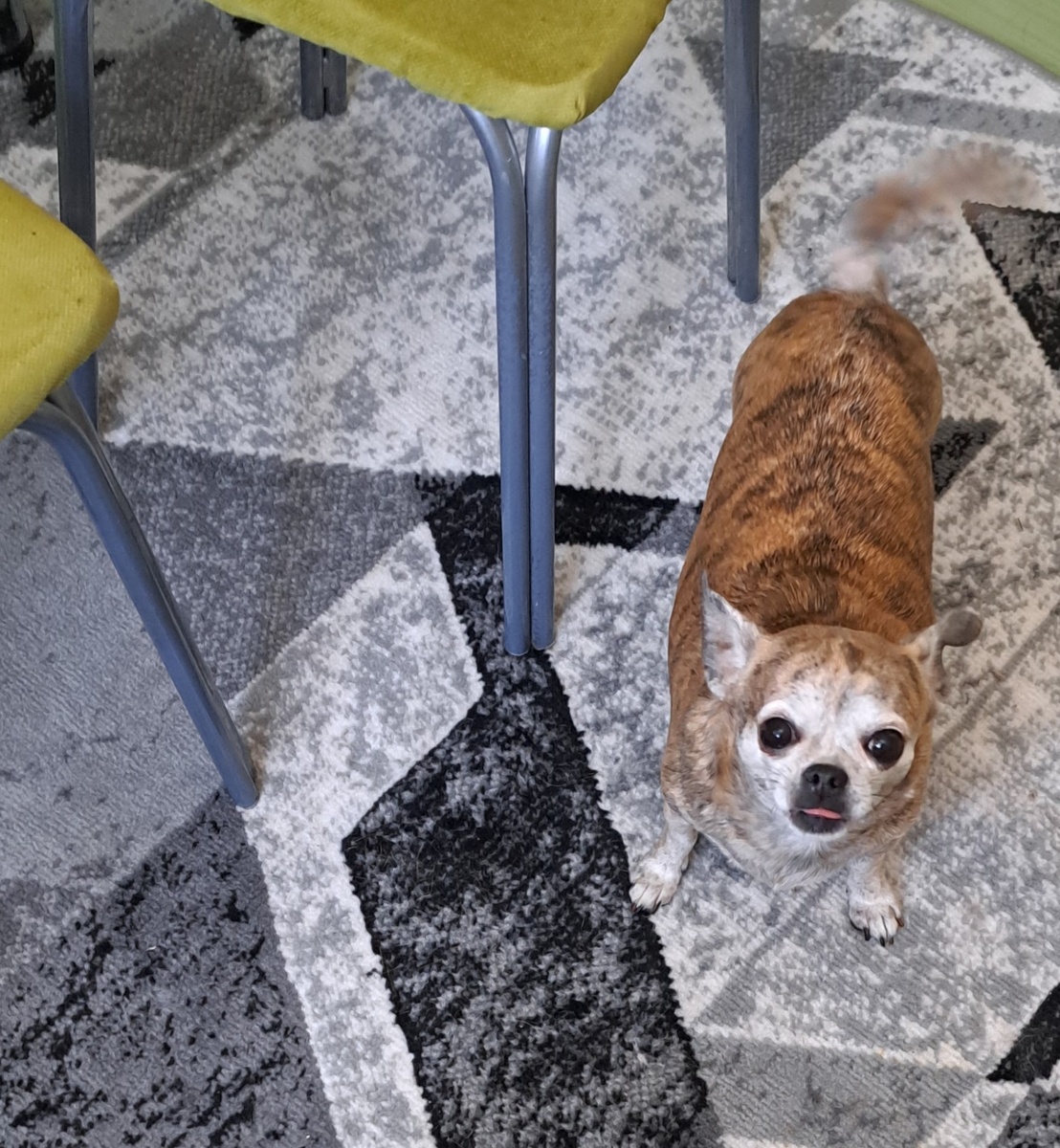 фото автора. Это тельце всегда у ноги, за редким исключением, но не из страха потеряться, а просто ходить ей лень и хочет на ручках ехать. 