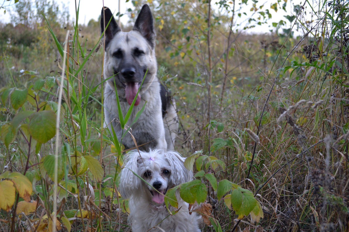 Наши любимые Эбби и Саманта