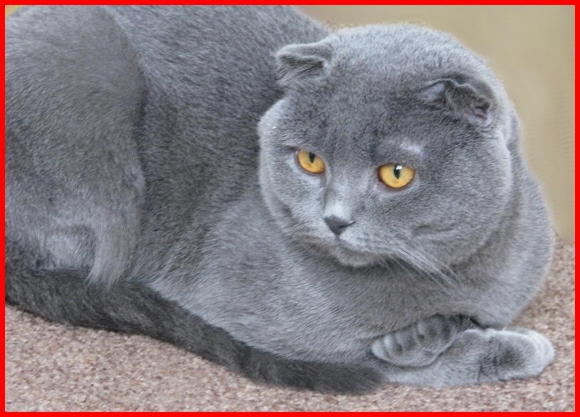 По человеческим меркам Василию Петровичу было уже примерно лет 40-45. Все его любили и он великодушно позволял себя любить