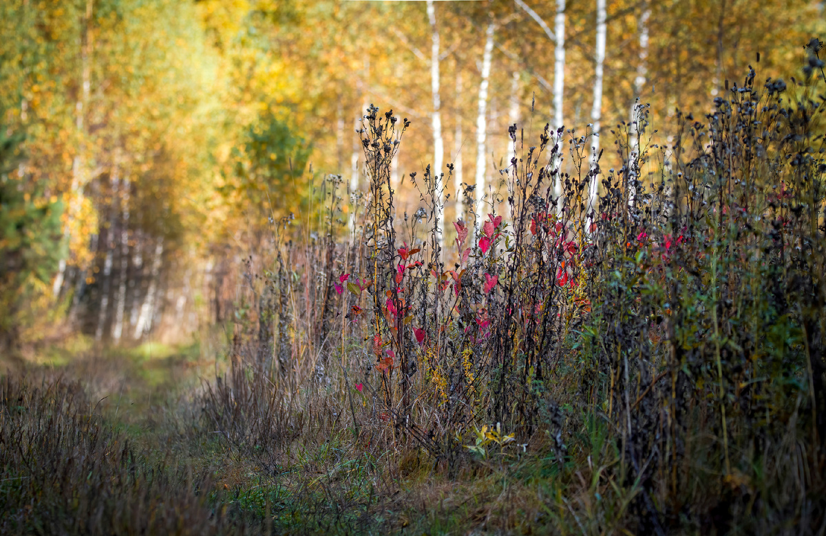 Октябрьский лес