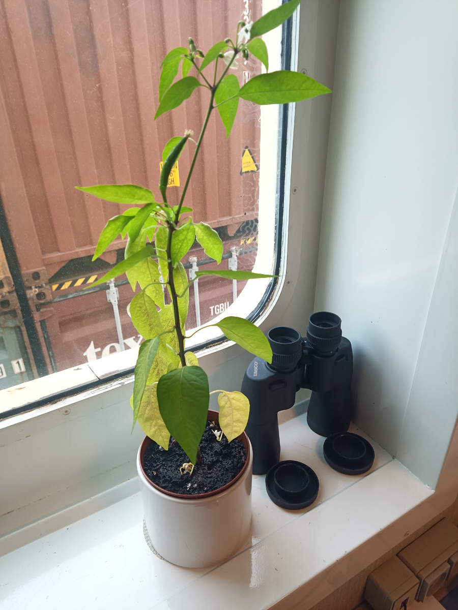 У меня в кабинете стоит растение, стюард его регулярно поливает.