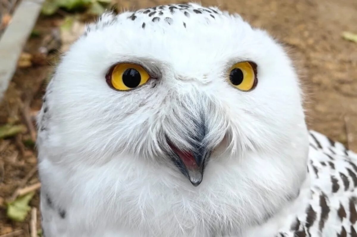    В ростовском зоопарке появилась полярная сова, родившаяся у Букли