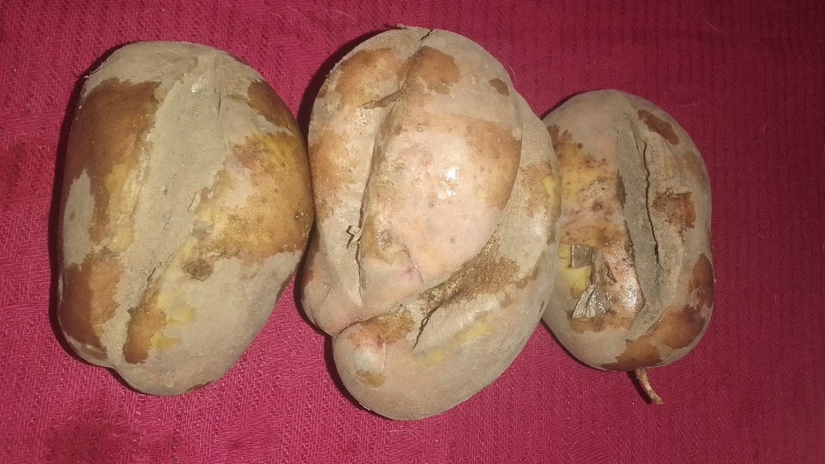 Такая картошка выросла, почти вся в трещинах