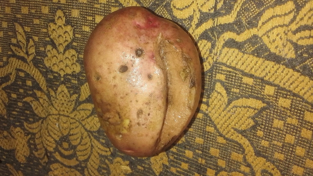 Сухая трещина на клубне