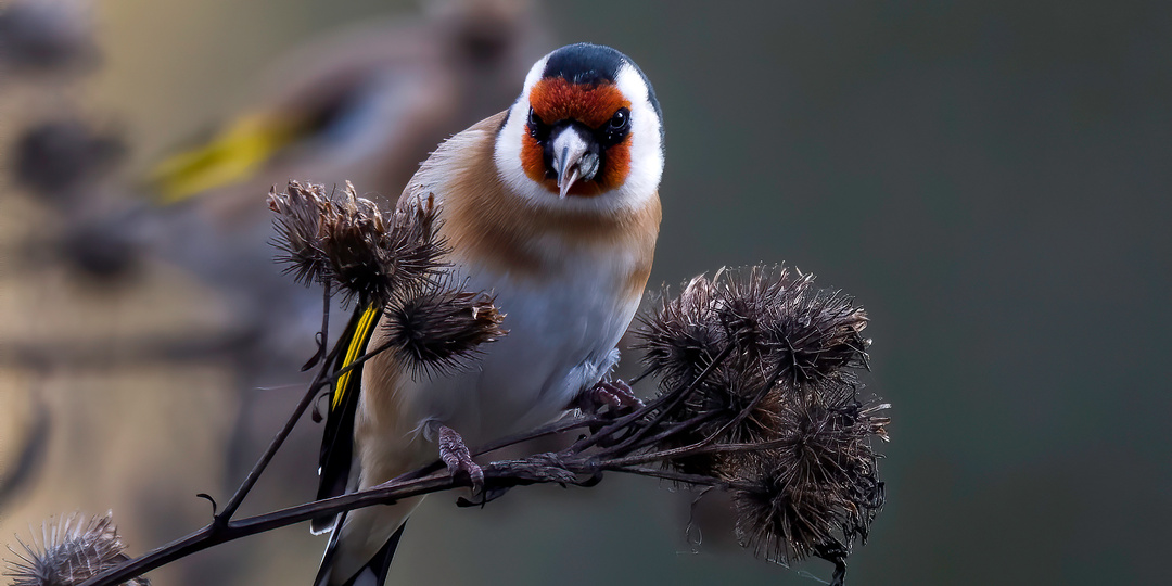 Семена снов и мечтаний в старом лесу сеются по осени. Удивительные встречи с природой и её обитателями в Измайловском лесопарке.