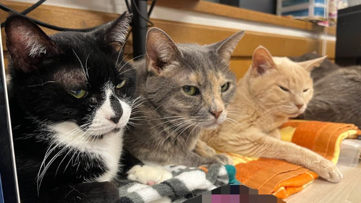 Фото: Instagram*/qnote *Организация, принадлежащая Meta Platforms Inc., деятельность которой запрещена в России