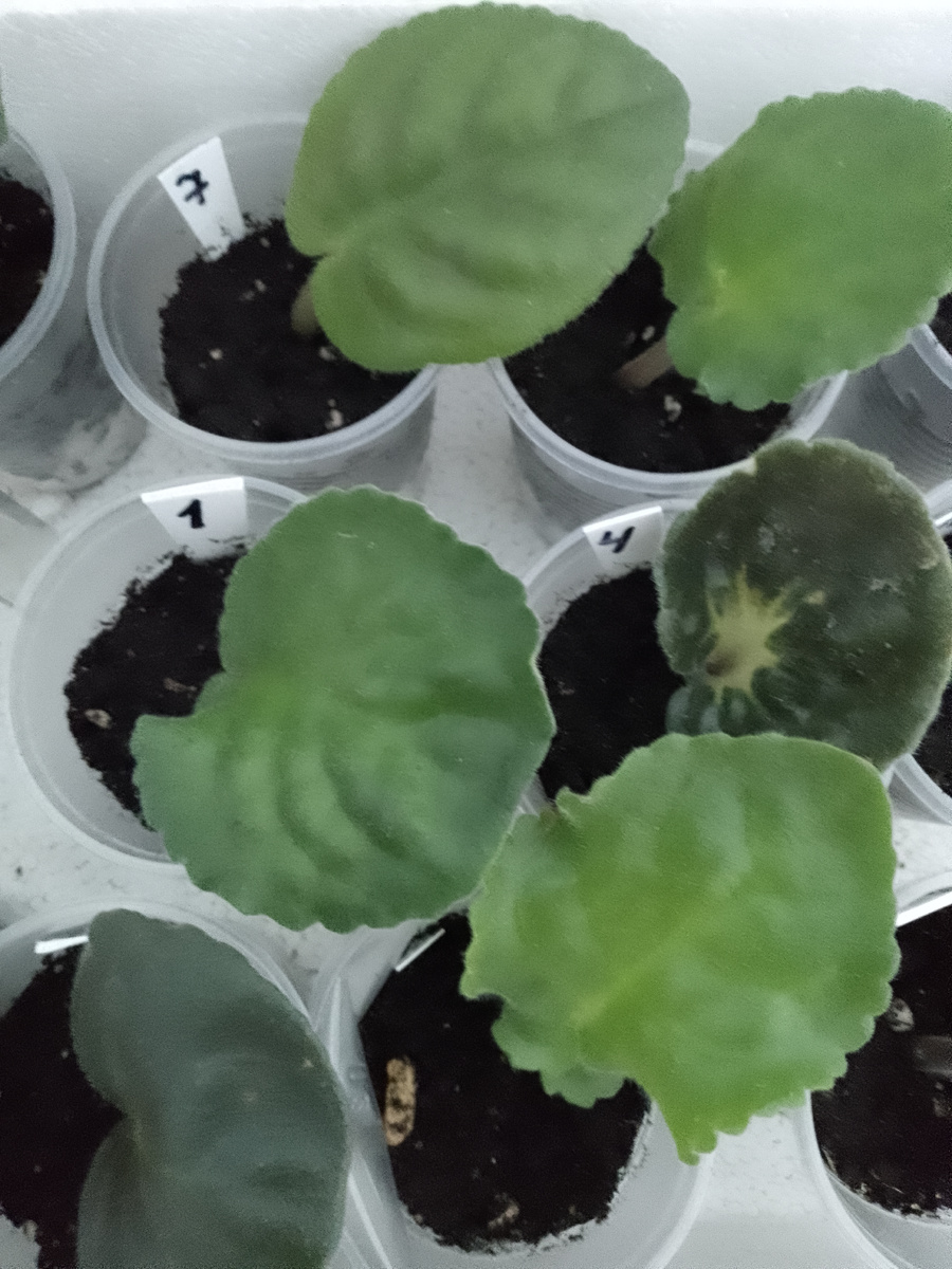 Фиалки узамбарские. Фото автора