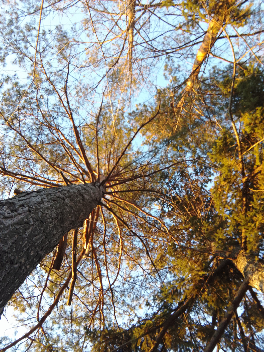 Сегодня небо как весной было. Фото автора