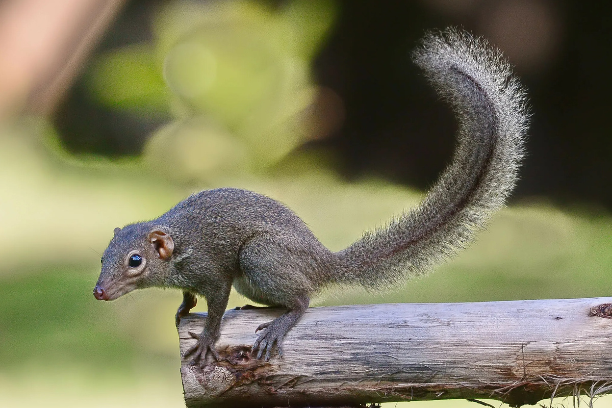 Никакая я не белка и не крыса!