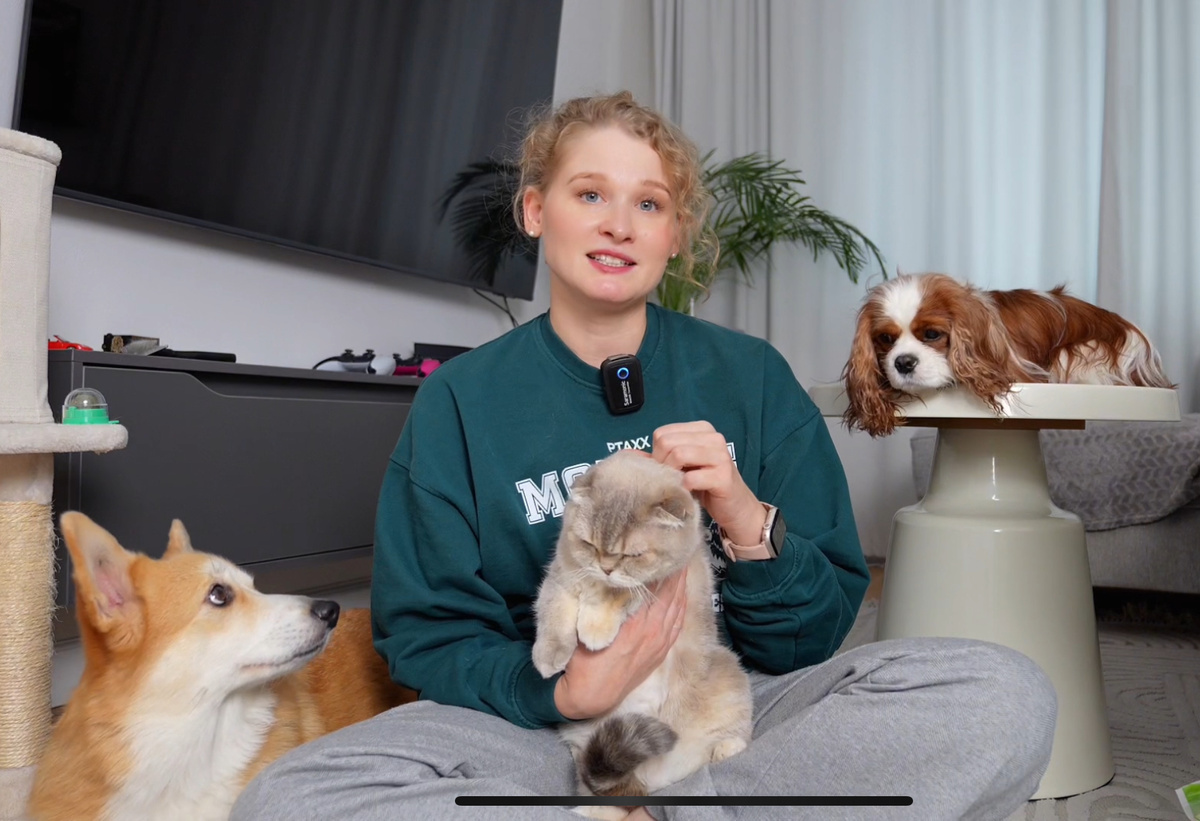 Мои корги, кавалер и шотландка