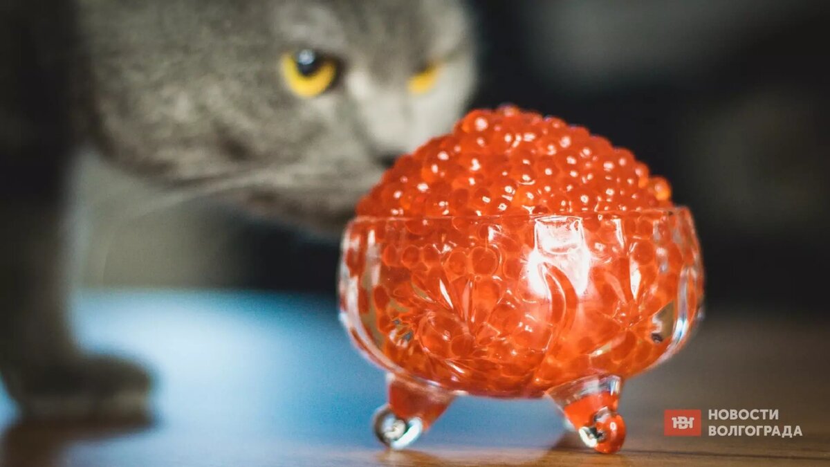     Источник: novostivolgograda.ru