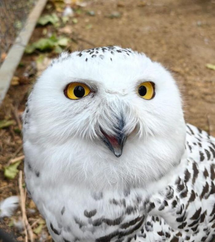 Источник фото: Пресс-служба зоопарк Ростова