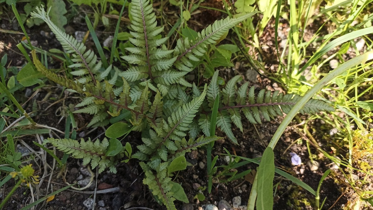 Ещё один садовый папоротник в стиле Металлики с "лапками" на кончиках