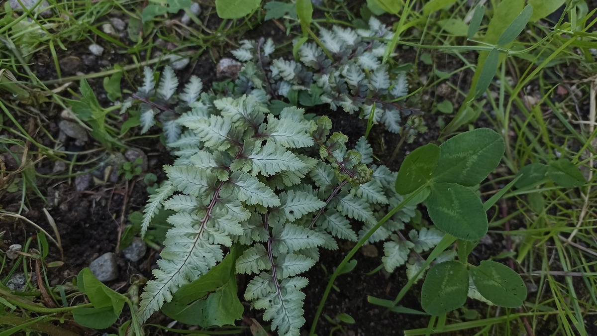 Папоротник садовый, сорт мне неизвестен, что-то типа Металлики