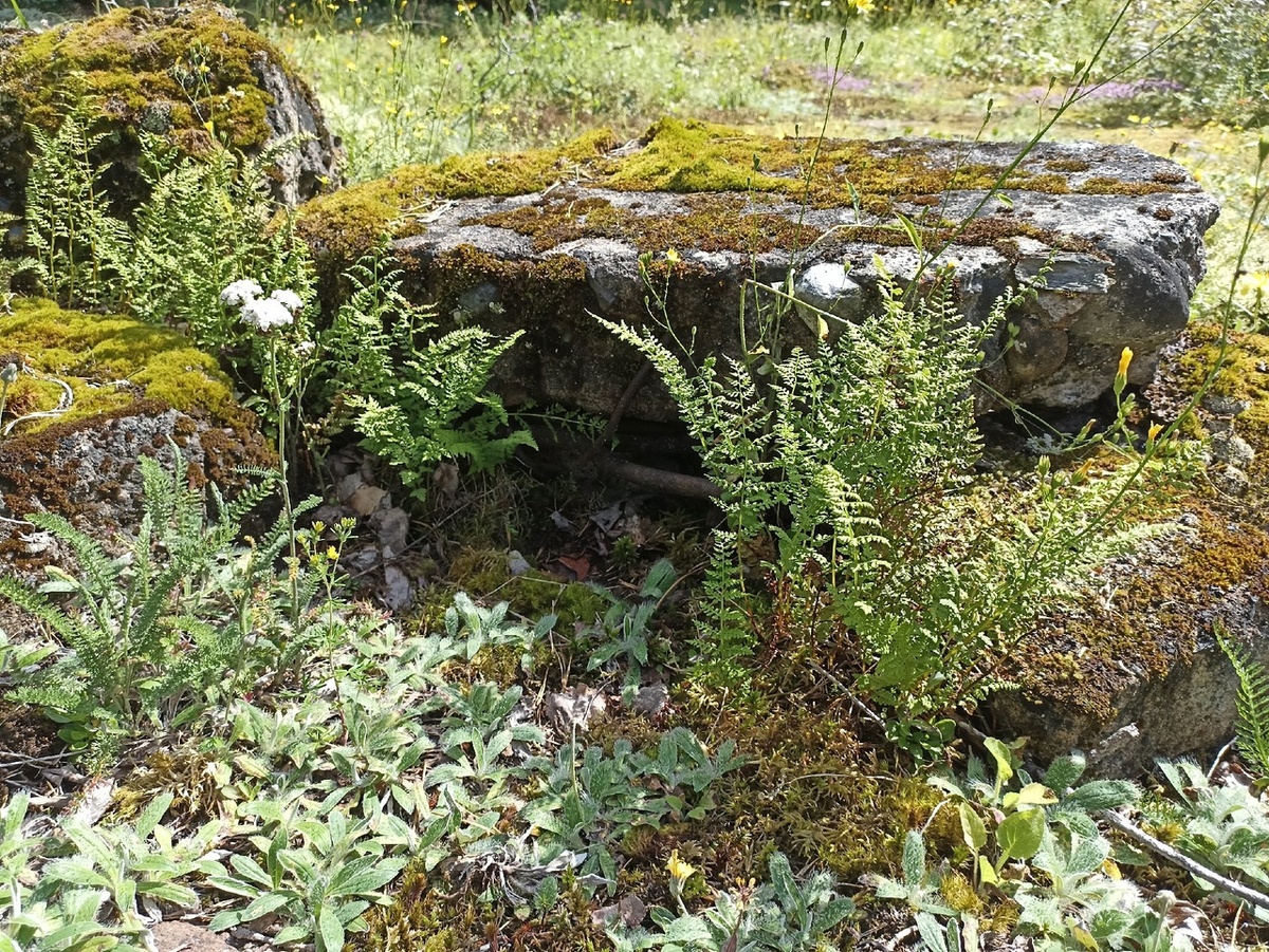 Папоротники на полянке острова Валаам