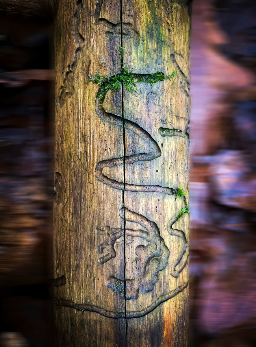 Рисунки короеда