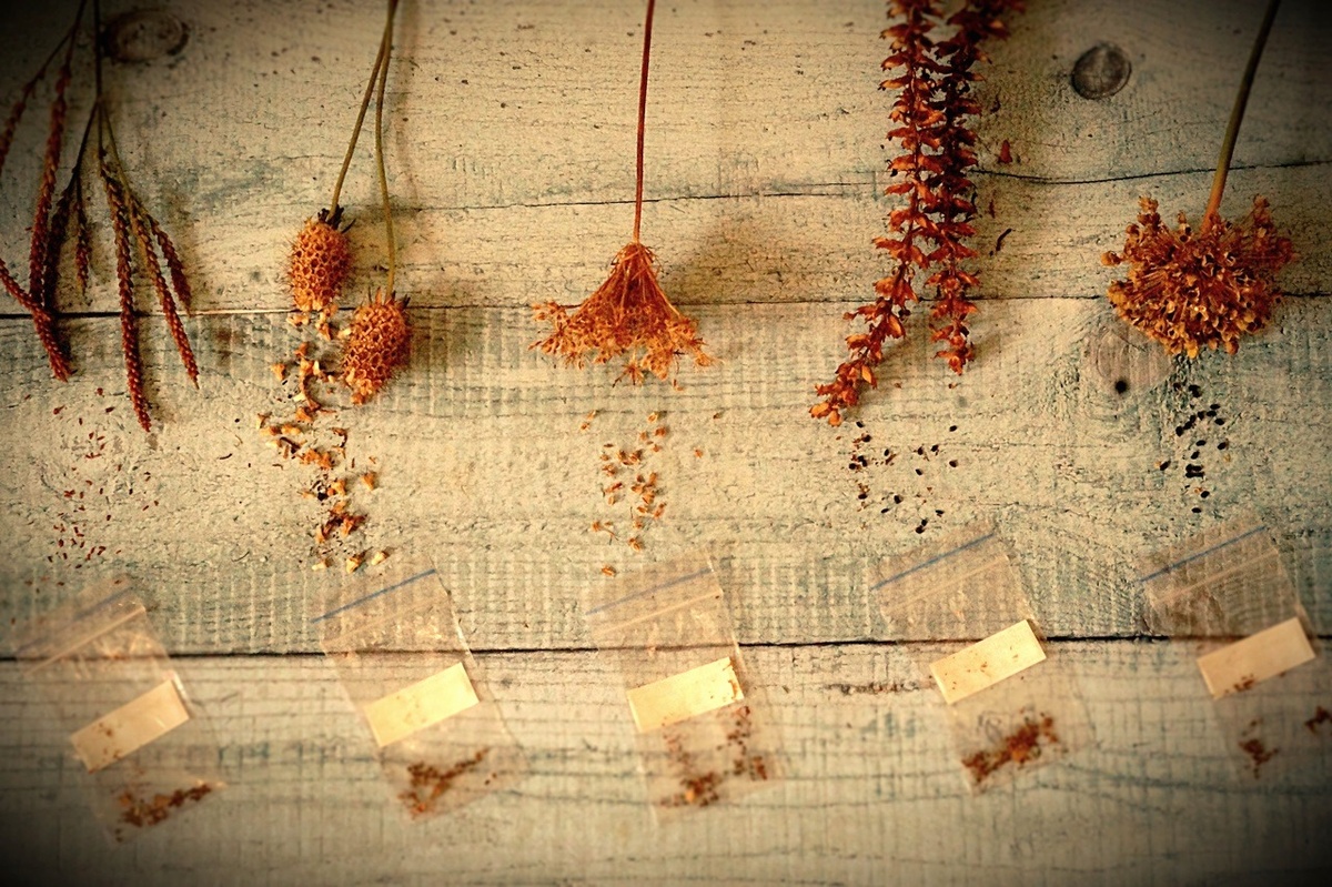 моя заставка для распродажи семян